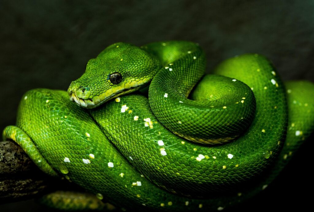 Python学習を未経験から始めるための最適なステップは？
