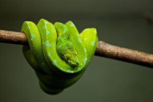 30代未経験からPythonを学ぶのは遅いか？