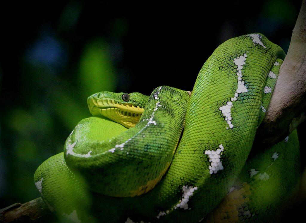 30代未経験者がPythonを独学で学ぶための勉強法は？