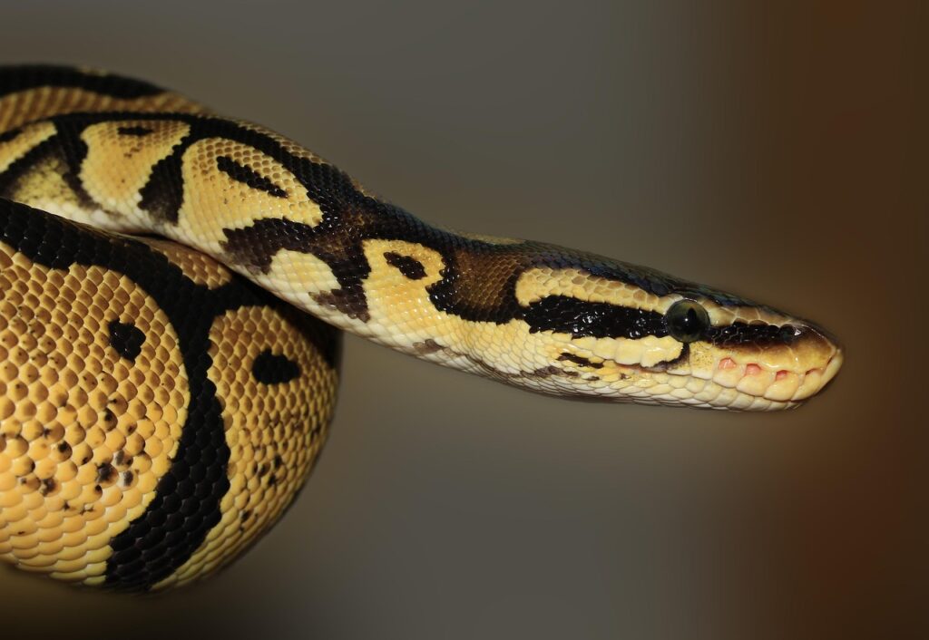 35歳未経験から始めるPythonプログラミングスクールの効果的な勉強法は？