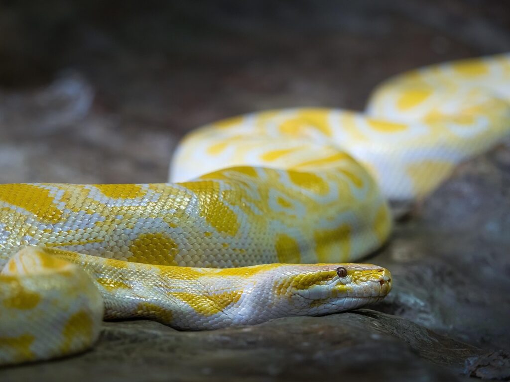 35歳未経験者がPythonを職業訓練で学ぶための効果的な勉強法は？