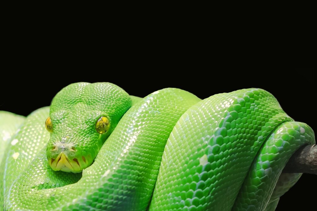 38歳未経験者がPythonを学ぶためのオンライン講座勉強法は？
